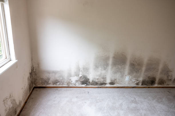 Reliable New Britain, CT Mold Removal Solutions